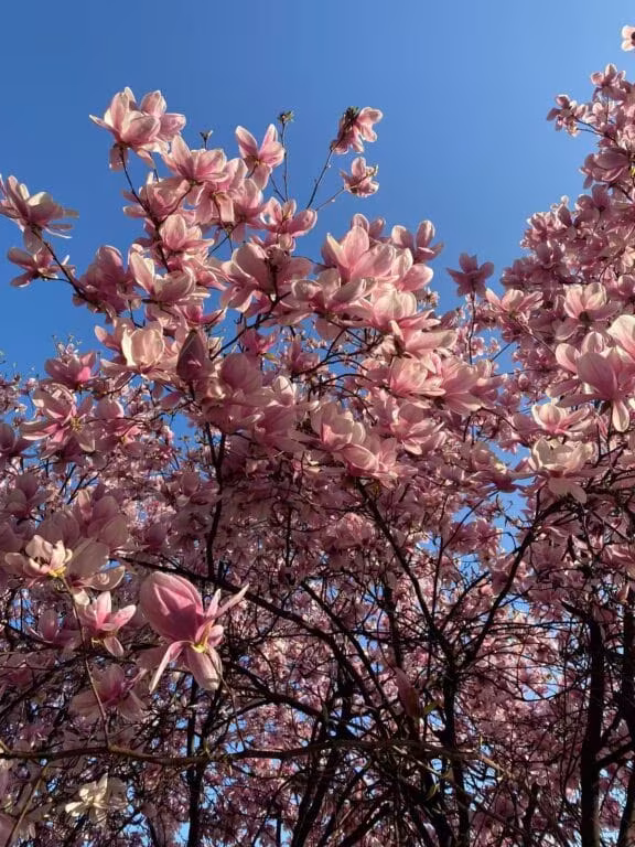 Primavera in fiore
